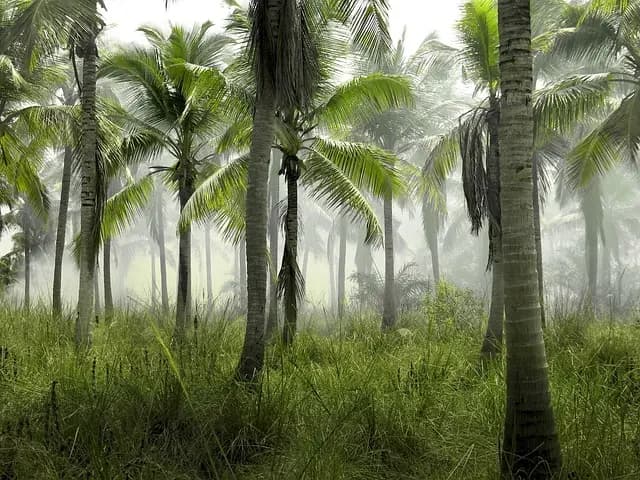 Comparatif des meilleures options de funérailles écologiques