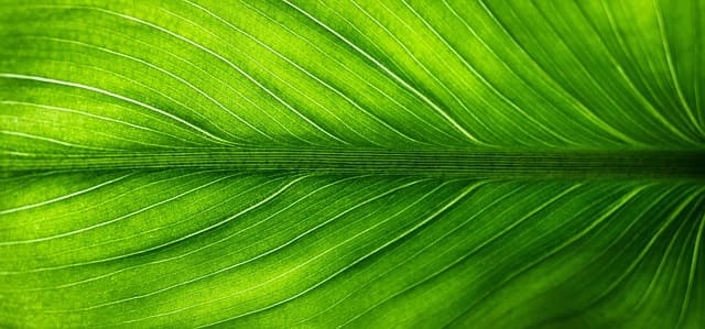 Les avantages des funérailles écologiques : une option responsable